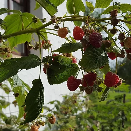 Lesence Major Bed & Breakfast 4*