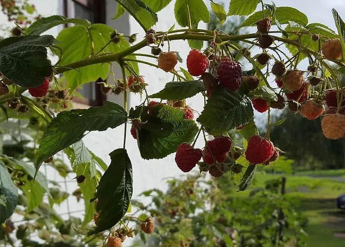 Lesence Major Bed & Breakfast 4*